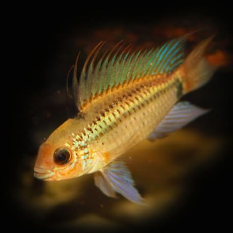 Apistogramma agas.gold line tucurui 3 - 4 cm