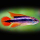 Apistogramma agassizi double red 3 - 4 cm