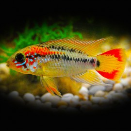 Apistogramma agassizi super red 3 - 4 cm