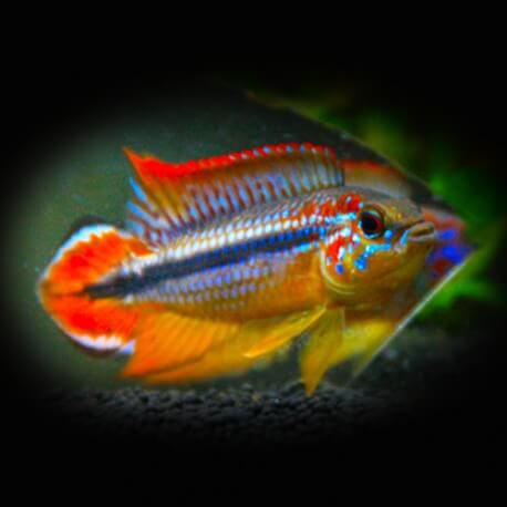 Apistogramma agassizi tefe-red tail f1 3 - 4 cm