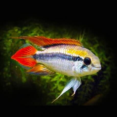 Apistogramma agassizii 3 - 4 cm