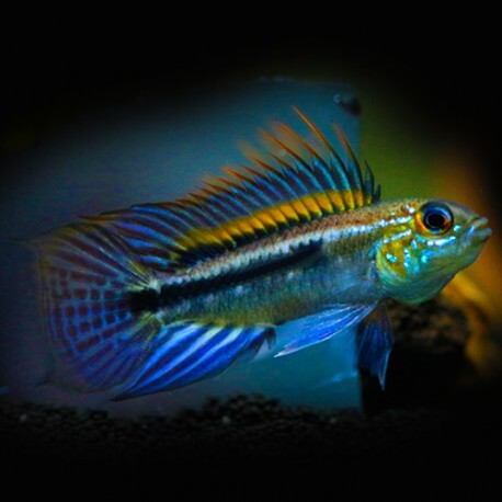 Apistogramma bitaeniata peru blue 3 - 4 cm