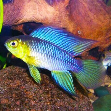 Apistogramma borelli - paraquai 3 - 4 cm