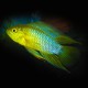 Apistogramma borelli - yellow head 3 - 4 cm