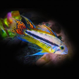 Apistogramma cacatuoides 3 - 4 cm