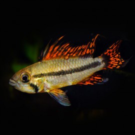 Apistogramma cacatuoides double r 3 - 4 cm