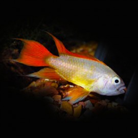 Apistogramma cacatuoides gold red 3 - 4 cm