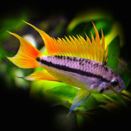 Apistogramma cacatuoides orange 3 - 4 cm