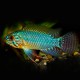 Apistogramma caetei blue head 3-4cm