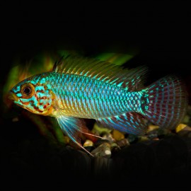 Apistogramma caetei blue head 3-4cm