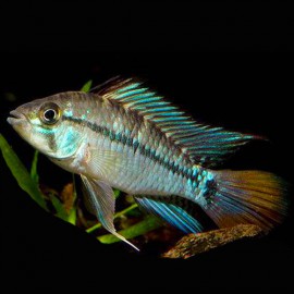 Apistogramma cruzi 3 - 4 cm