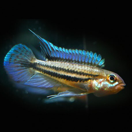 Apistogramma diplotaenia XL