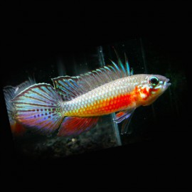 Apistogramma elizabethae 3 - 4 cm