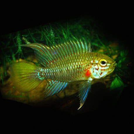 Apistogramma eunotus 3-4cm