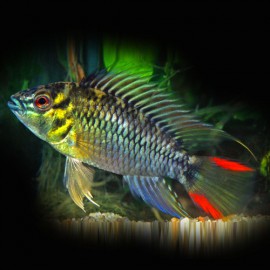 Apistogramma hoignei 3 - 4 cm