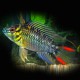 Apistogramma hoignei XL