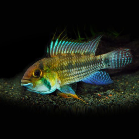 Apistogramma juriensis 3 - 4 cm