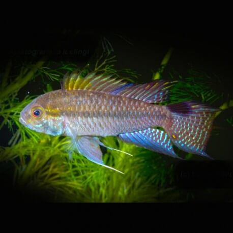 Apistogramma lulingi XL