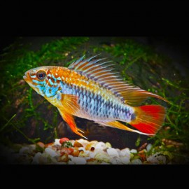 Apistogramma macmasteri 3 - 4 cm