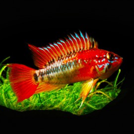 Apistogramma macmasteri red mask 3 - 4 cm