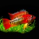 Apistogramma macmasteri red mask XL