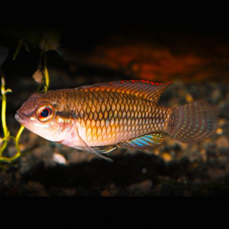 Apistogramma meinkenni 3 - 4 cm