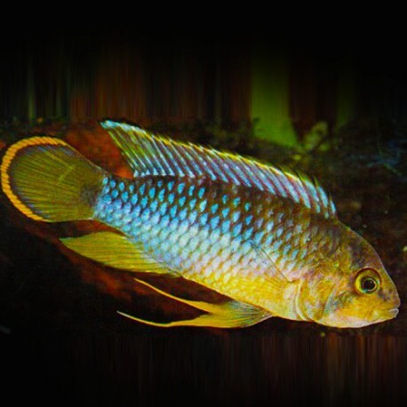 Apistogramma nijsseni XL