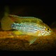 Apistogramma paebas 3-3,5cm