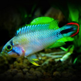 Apistogramma pandourini 3 - 4 cm