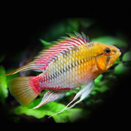 Apistogramma hongsloi i red-gold 3-4cm