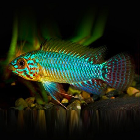 Apistogramma caetei 3-4cm