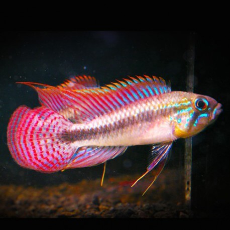 Apistogramma pulchra red tail f1 3 - 4,5 cm