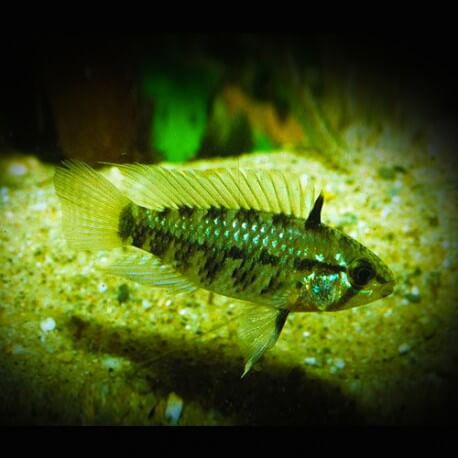 Apistogramma resticulosa red mask XL