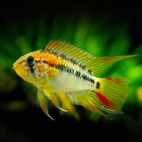 Apistogramma sp. « papas" 3-4cm