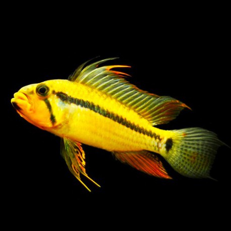 Apistogramma sp. black shin XL