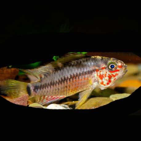 Apistogramma sp. carapintada 3-4cm