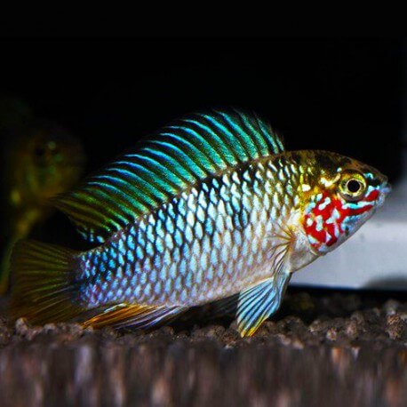 Apistogramma sp. opal XL