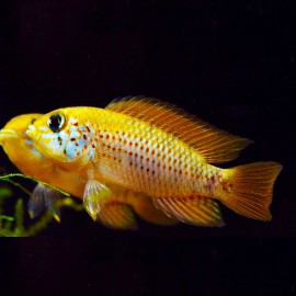 Apistogramma sp. red - point 2,5 - 3 cm