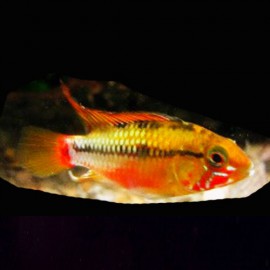 Apistogramma sp. red stroke 3 - 4 cm