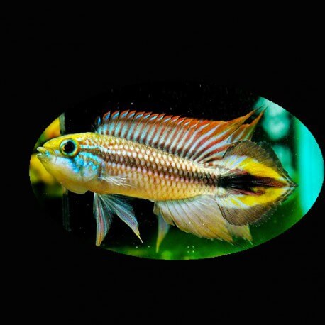 Apistogramma sp. rio-madeiro 3-4cm