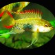 Apistogramma sp. viejeta 3 - 4 cm