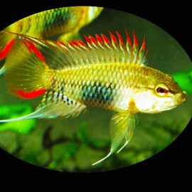 Apistogramma sp. viejeta XL