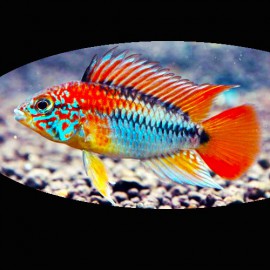 Apistogramma sp. viejeta II XL