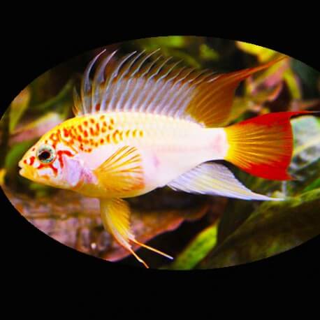 Apistogramma sp. viejeta gold 3 - 4 cm