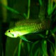 Apistogramma staecki 2 - 2,5 cm