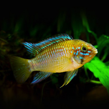 Apistogramma sp. algodon ii 3-4cm