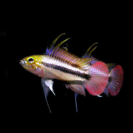 Apistogramma trifasciata red 3 - 4 cm