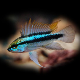 Apistogramma trifasciatum 2,5 - 3 cm