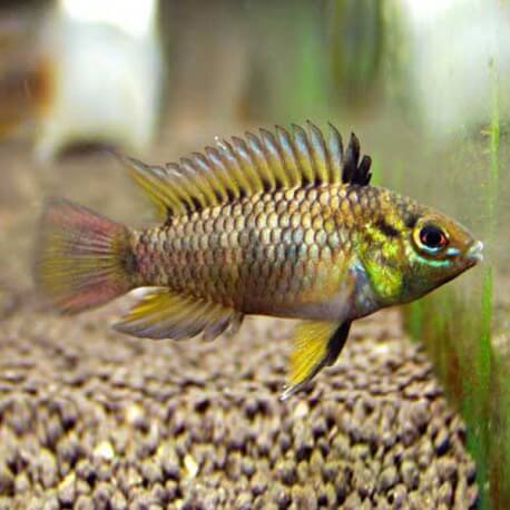 Apistogramma tucurui 3 - 4 cm