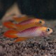 Apistogramma agassizi fire red 3 - 4 cm